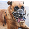 Muzzled dog